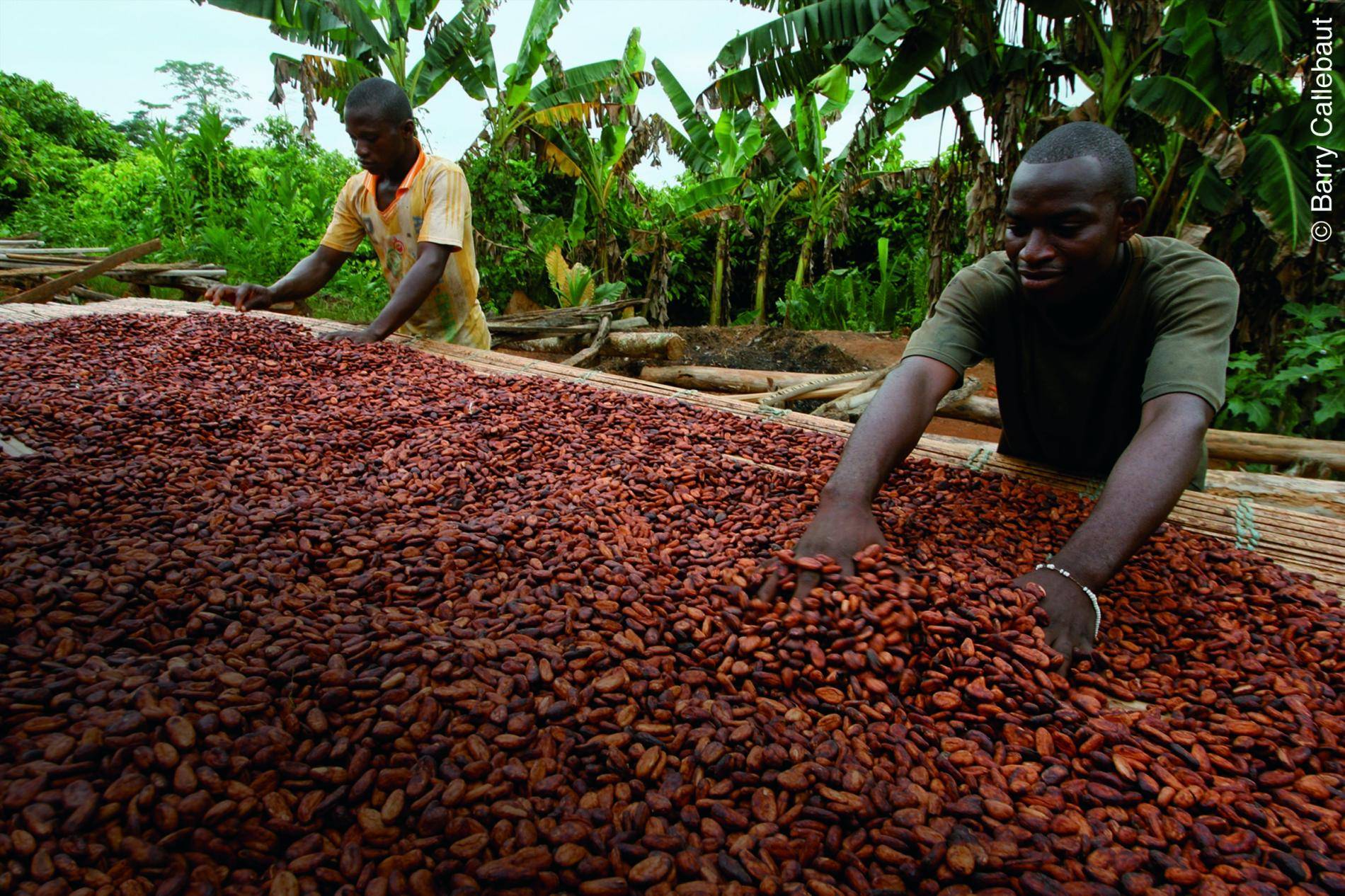 Barry Callebaut’s traceability for global cocoa volume