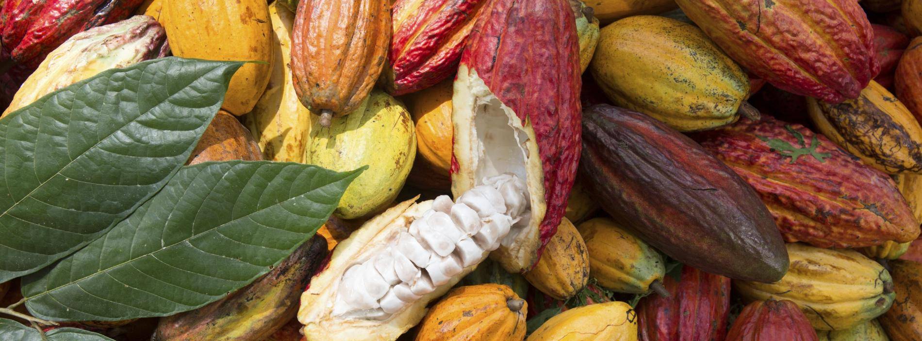 Cocoa Horizons Inside: Segregated & Traceable cocoa