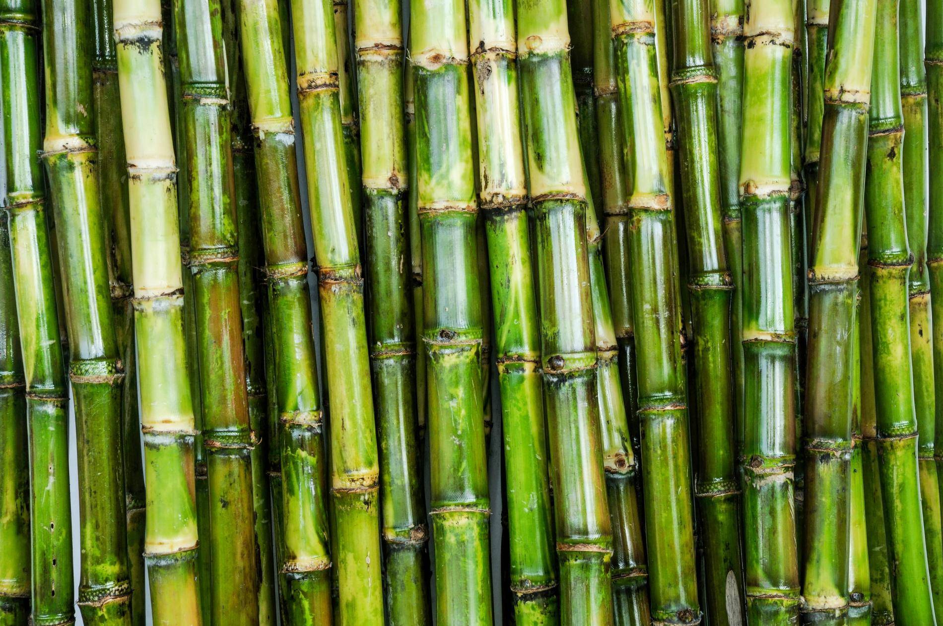 Cane Sugar Processing