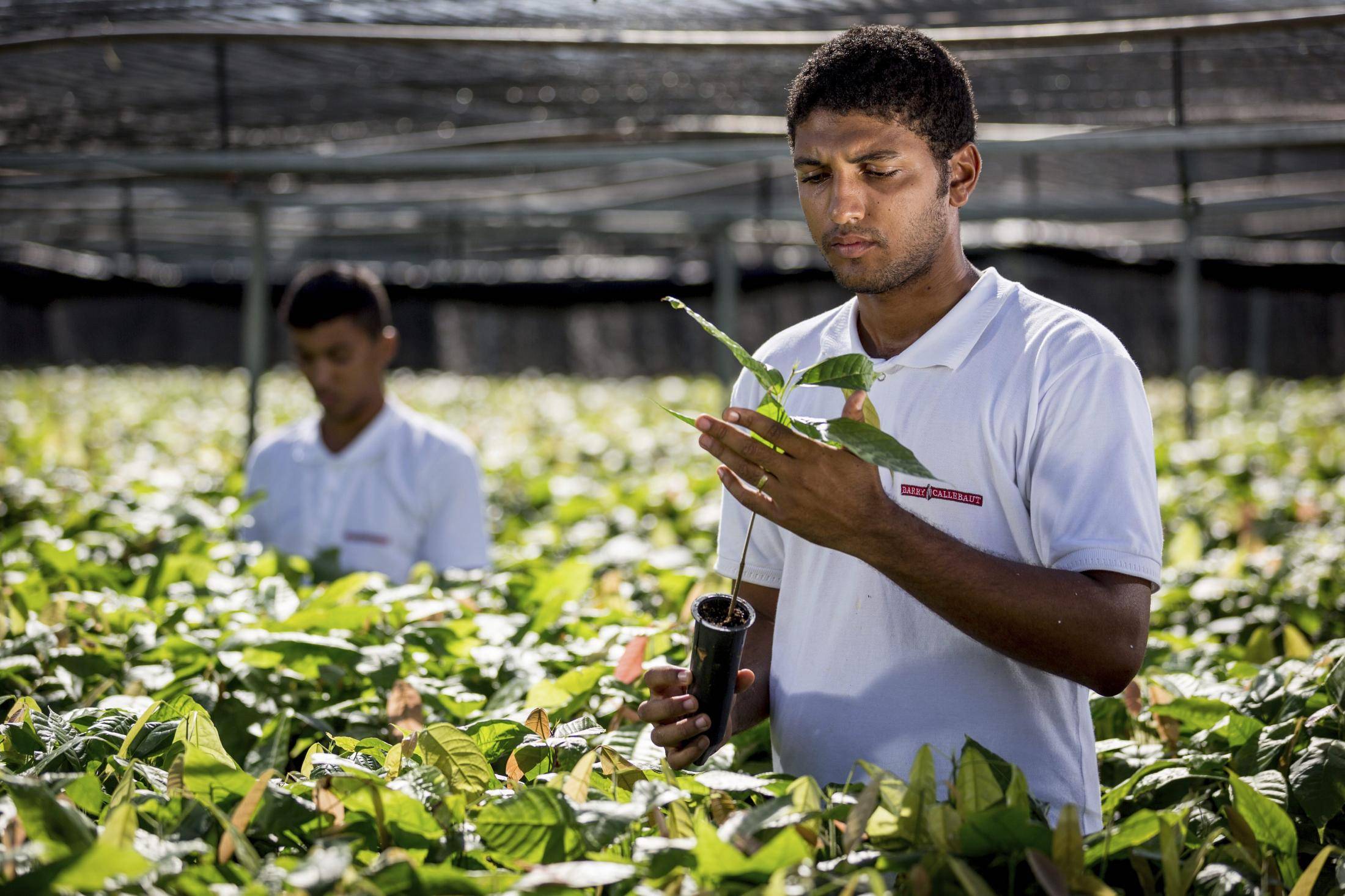 Boosting cocoa production in Brazil | Barry Callebaut 