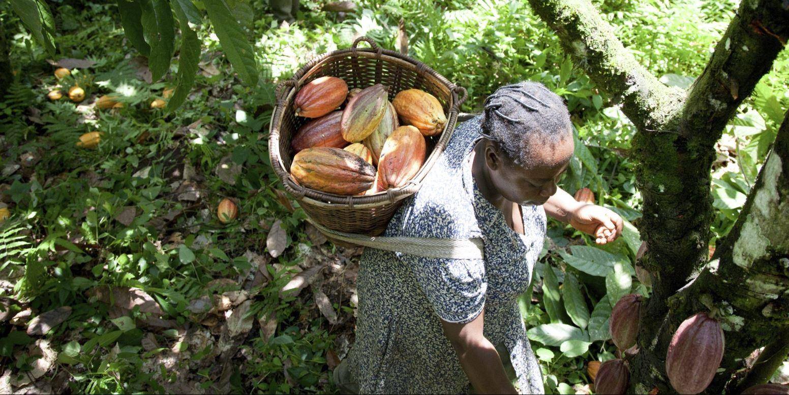 Female cocoa farmer in Cameroon