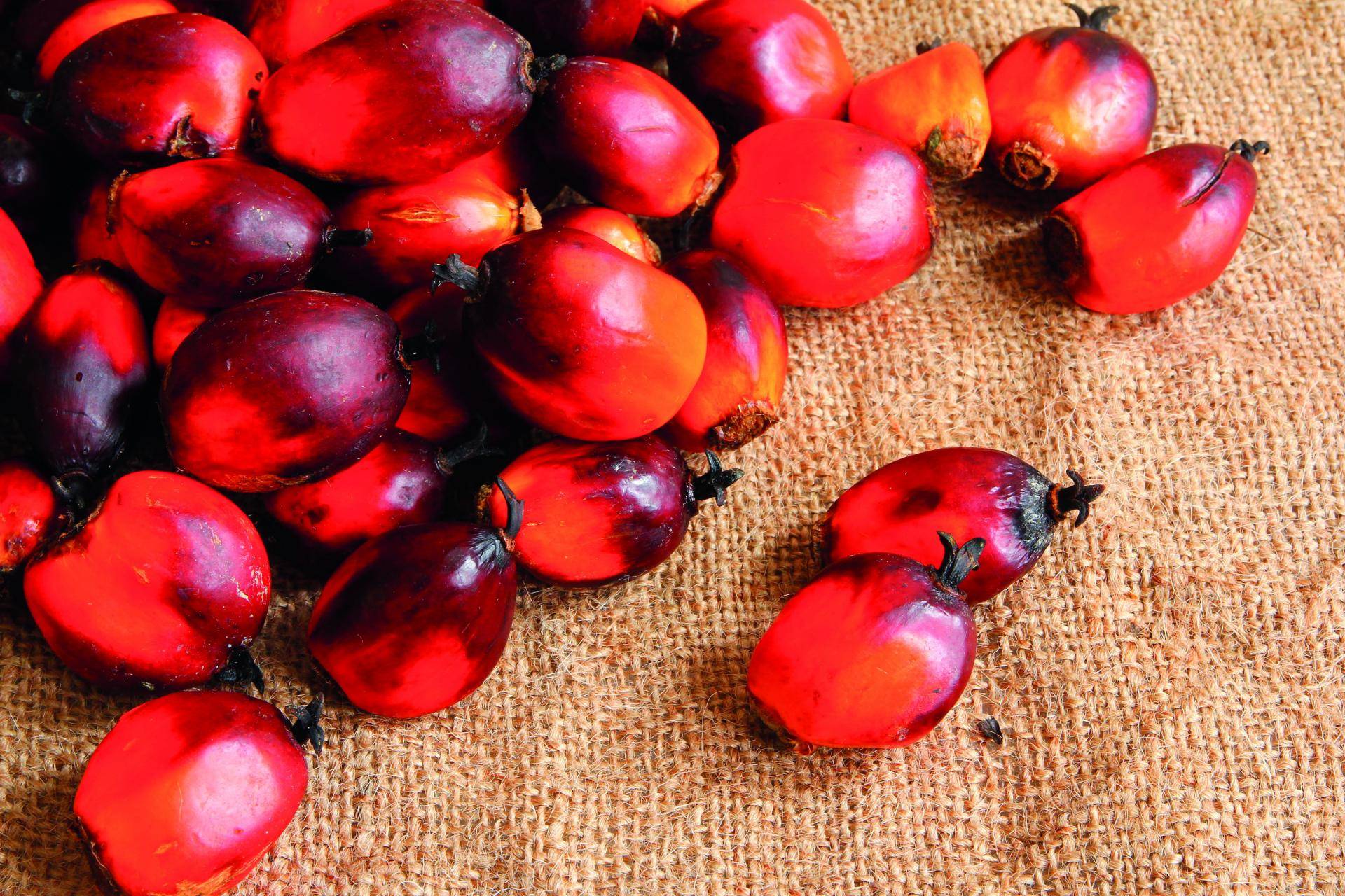 Palm oil kernels