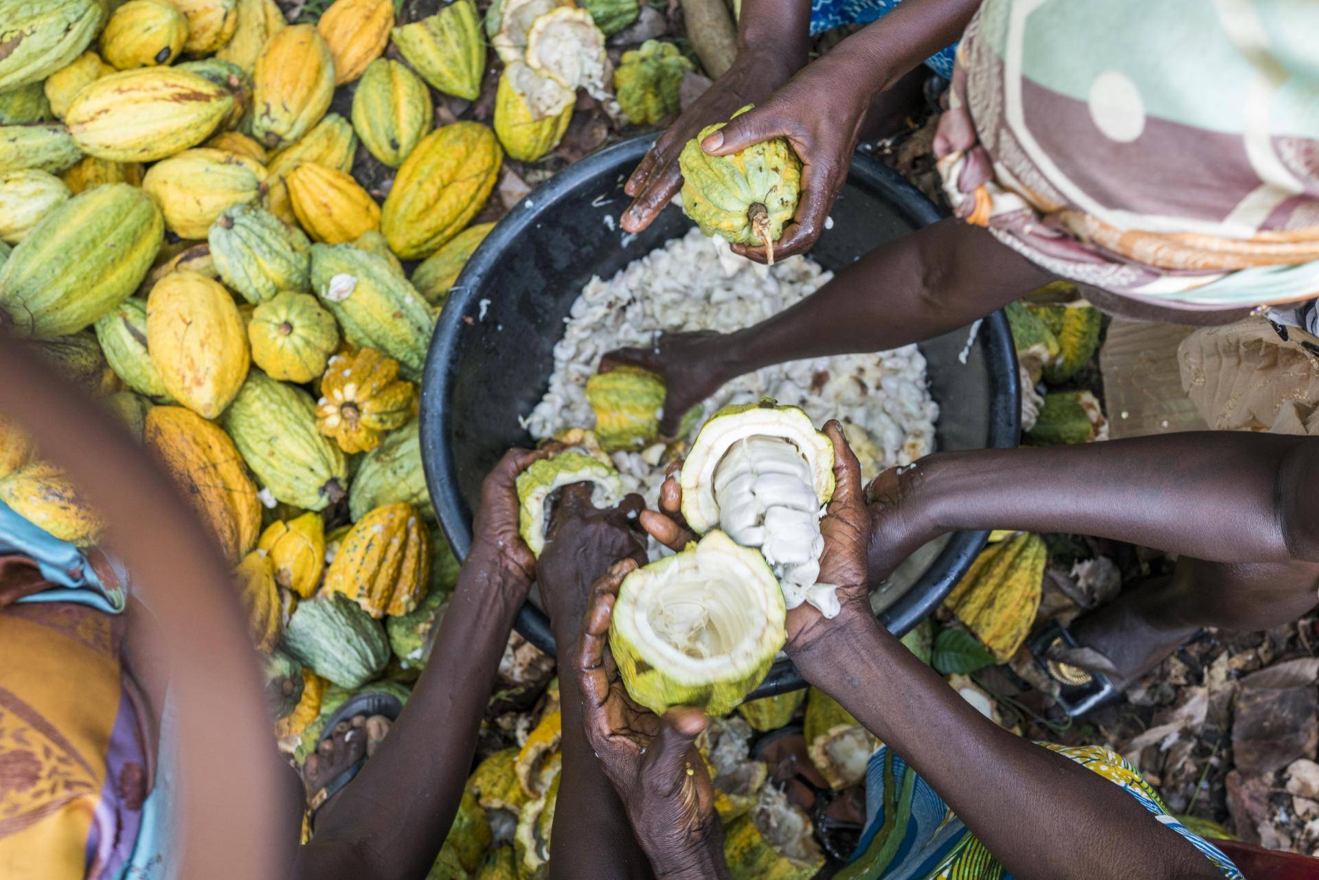 harvesting cocoa