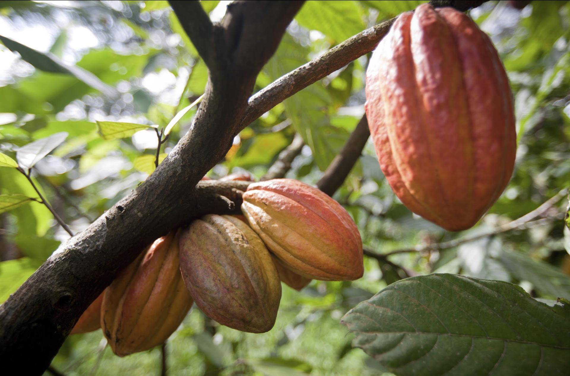 Barry Callebaut launches pilot to drive systemic change in cocoa farming