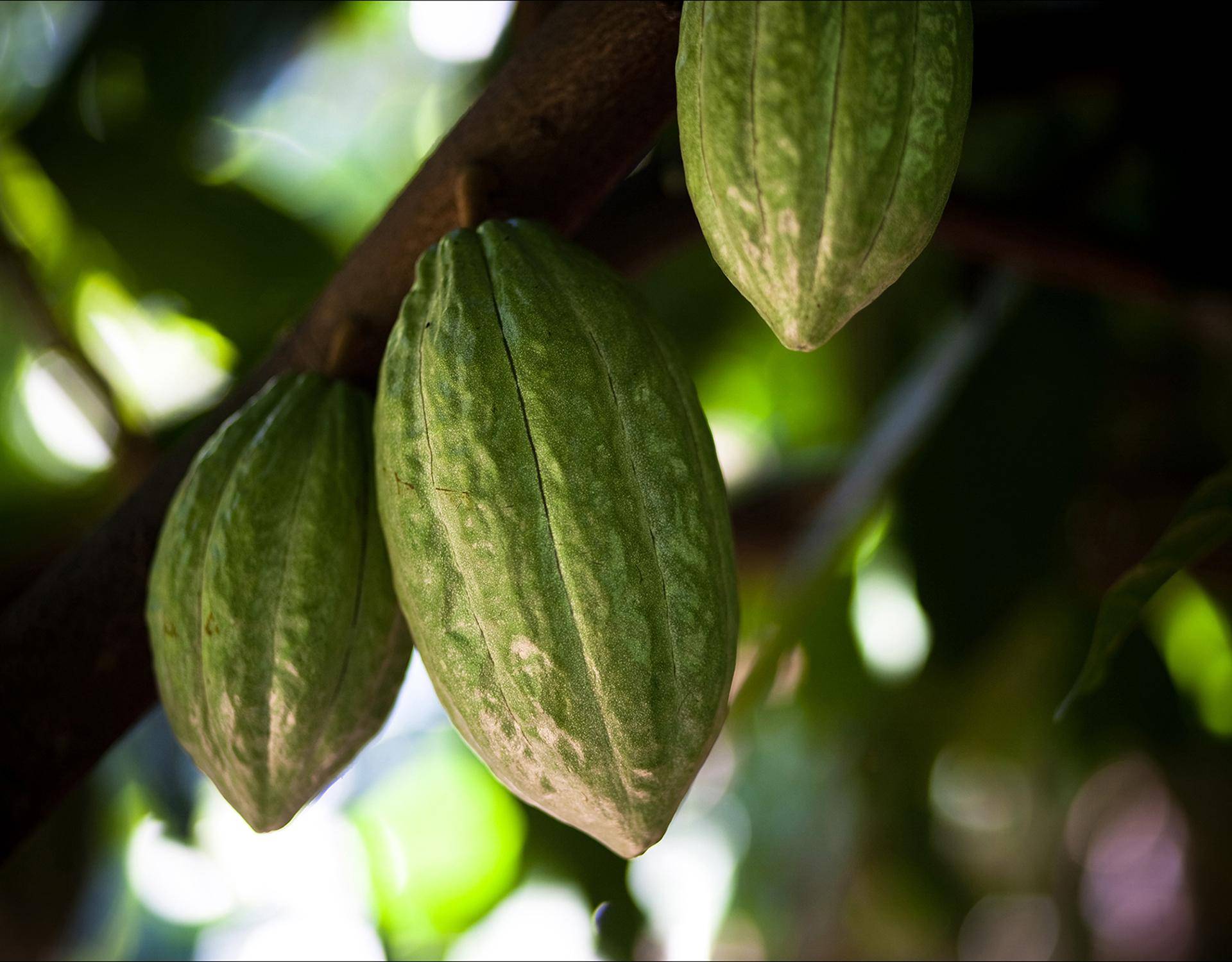 cocoa tree