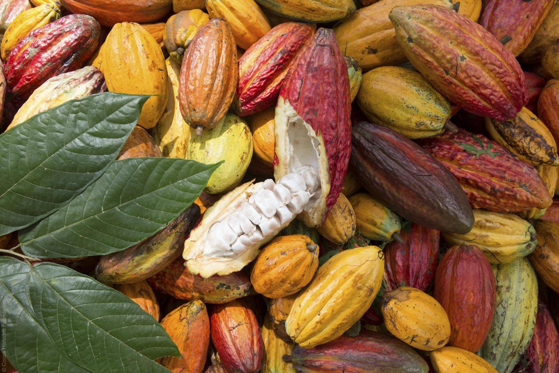 BCFM - Cultivation - Sustainable - Cocoa Horizons Foundation - cocoa pod (1)