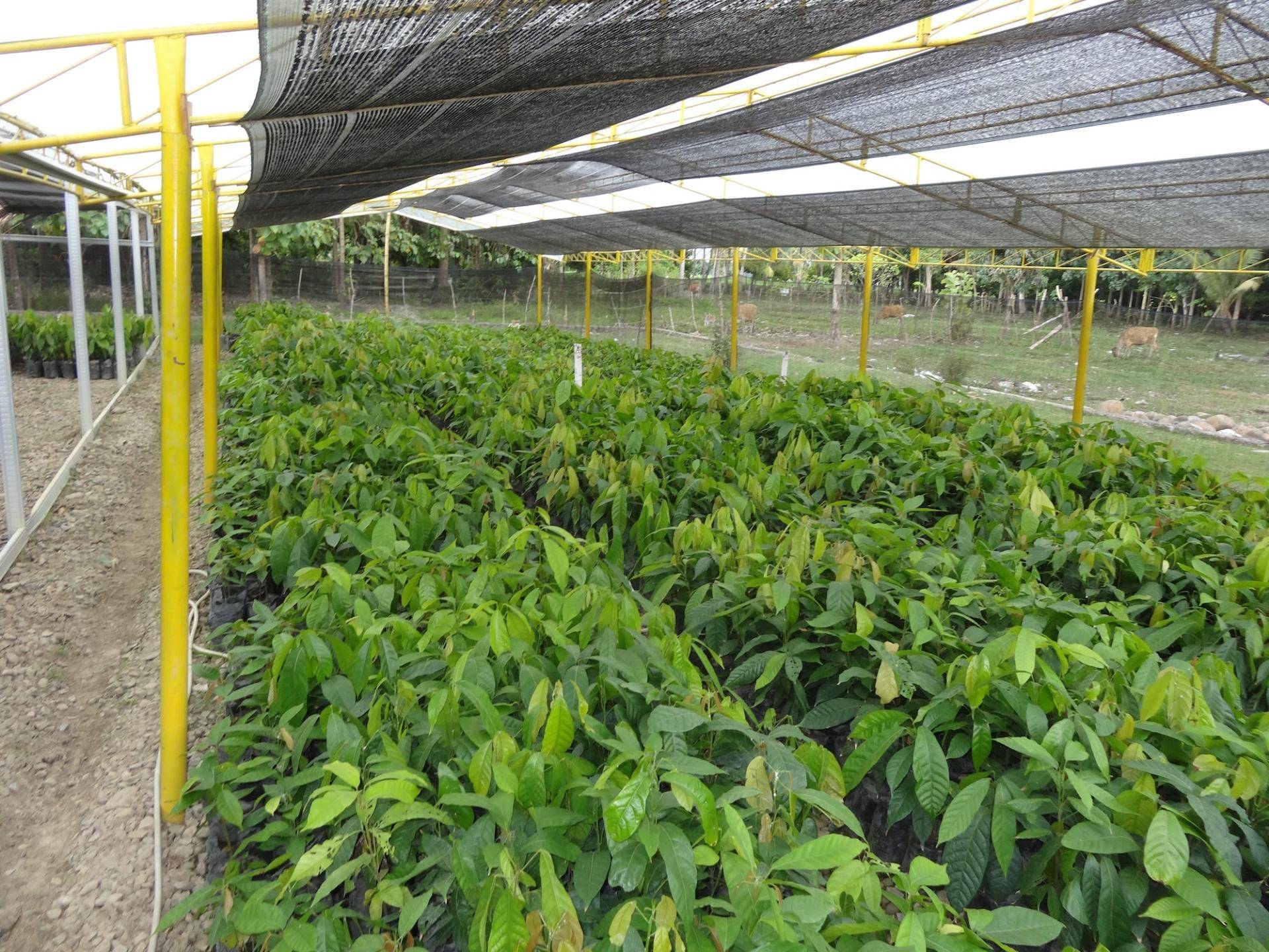 sustainable cocoa cultivation