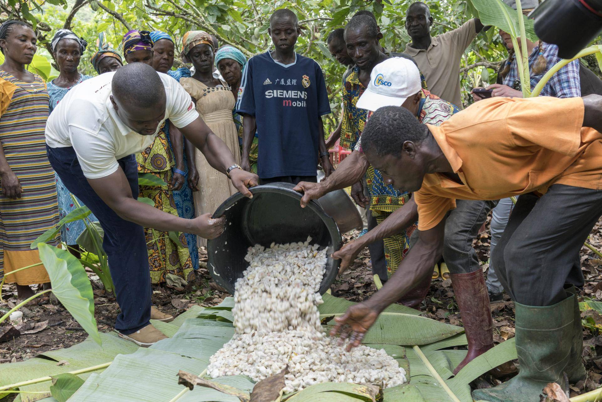 Cocoa farmers in Ghana