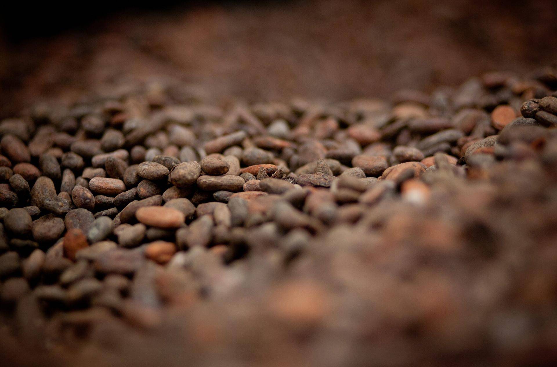 Cocoa Beans