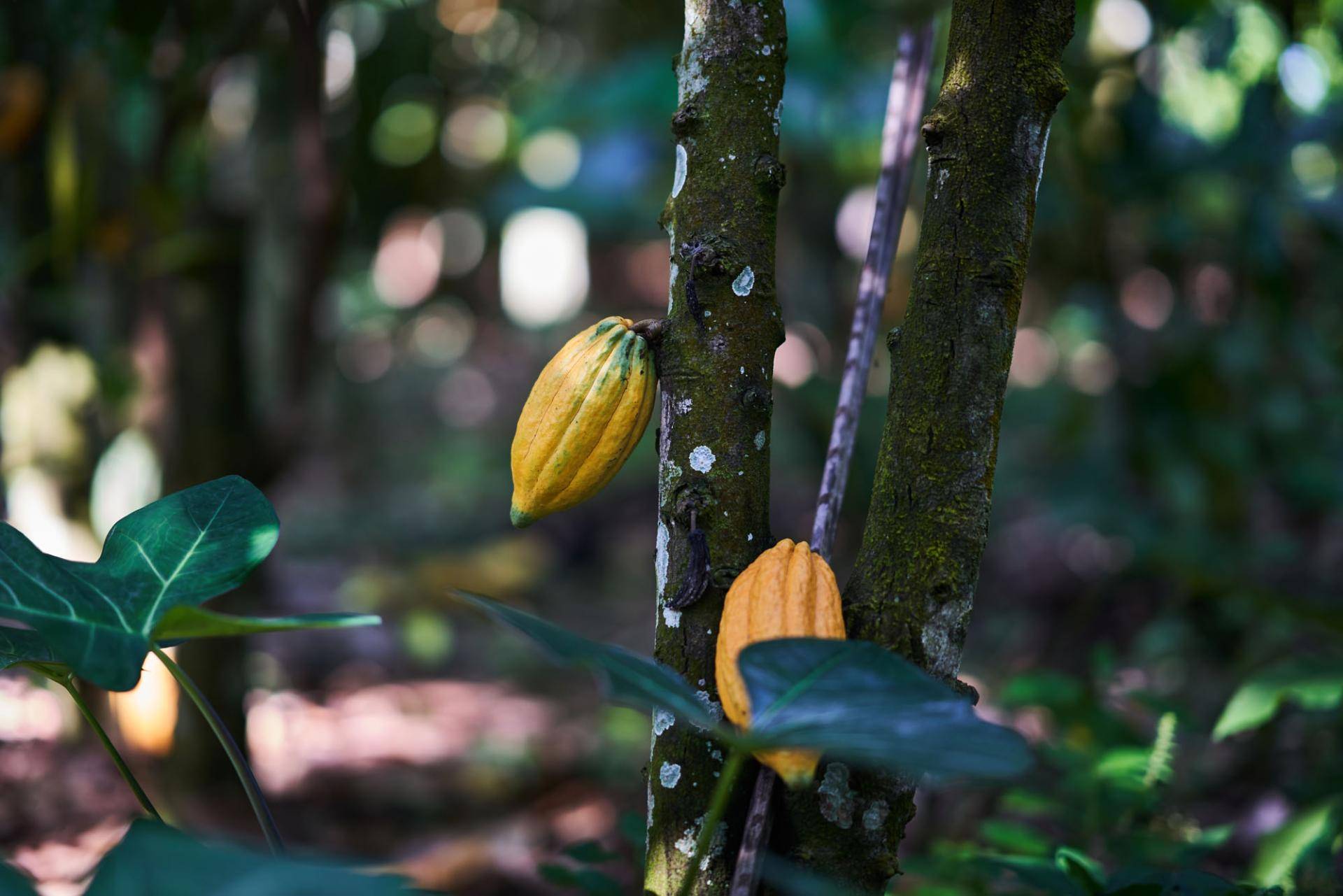 Chocolate companies to end deforestation and restore forests