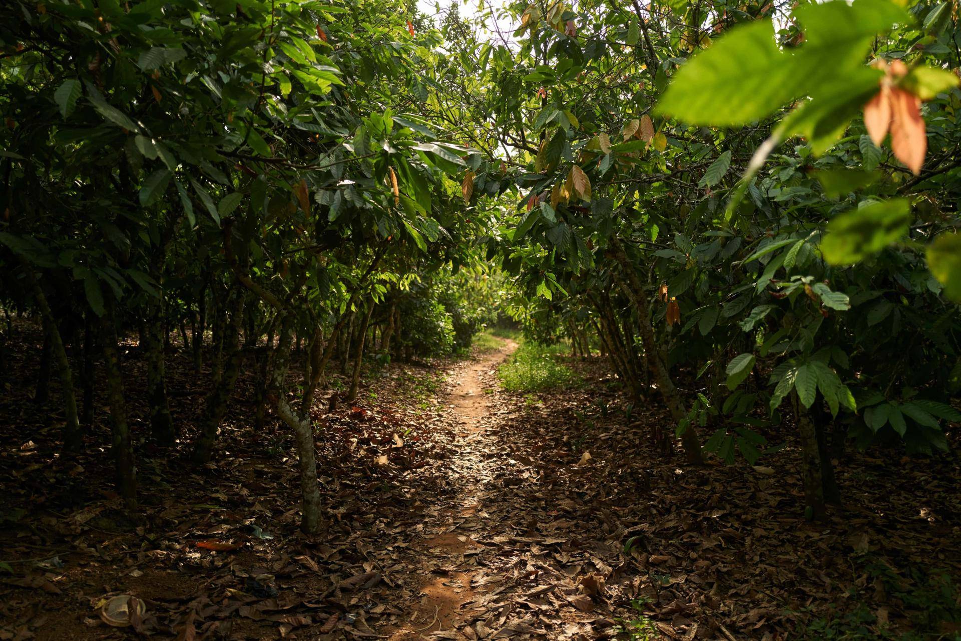 Why the future of chocolate depends on healthy forests