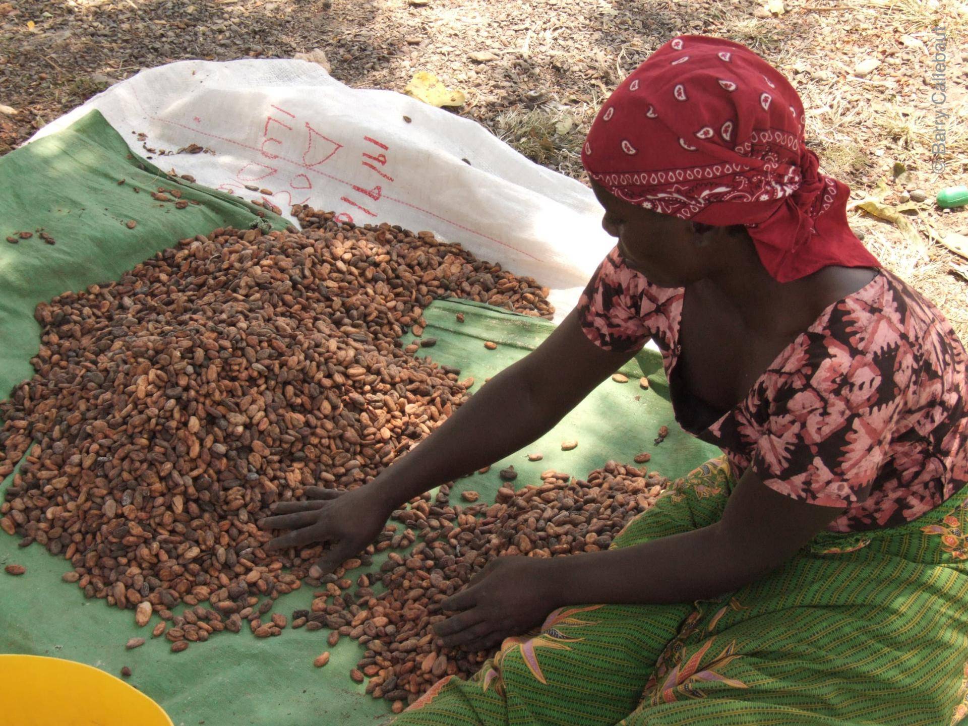 cocoa farmer woman