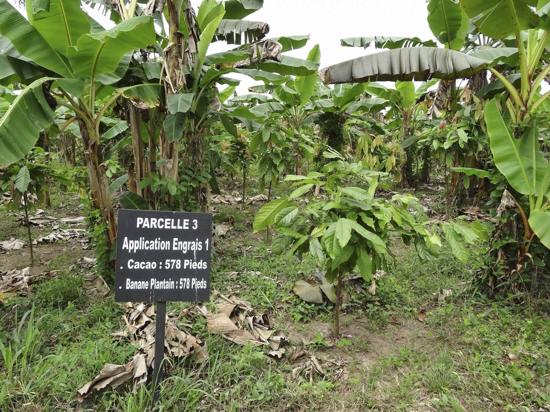 Barry Callebaut breaks ground at its *irst Center of Cocoa Excellence in West Africa