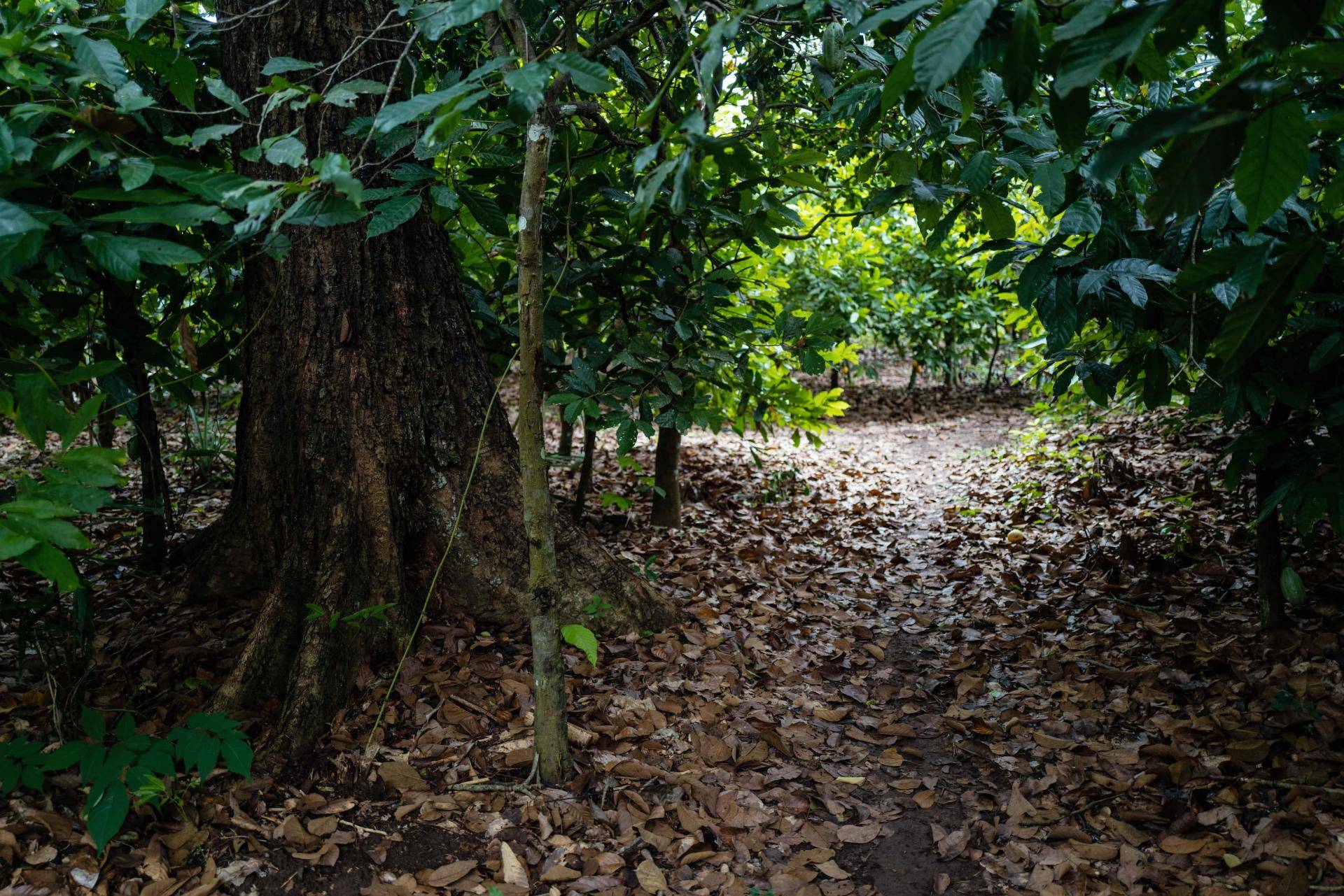 Agroforestry Project Nestle Barry Callebaut