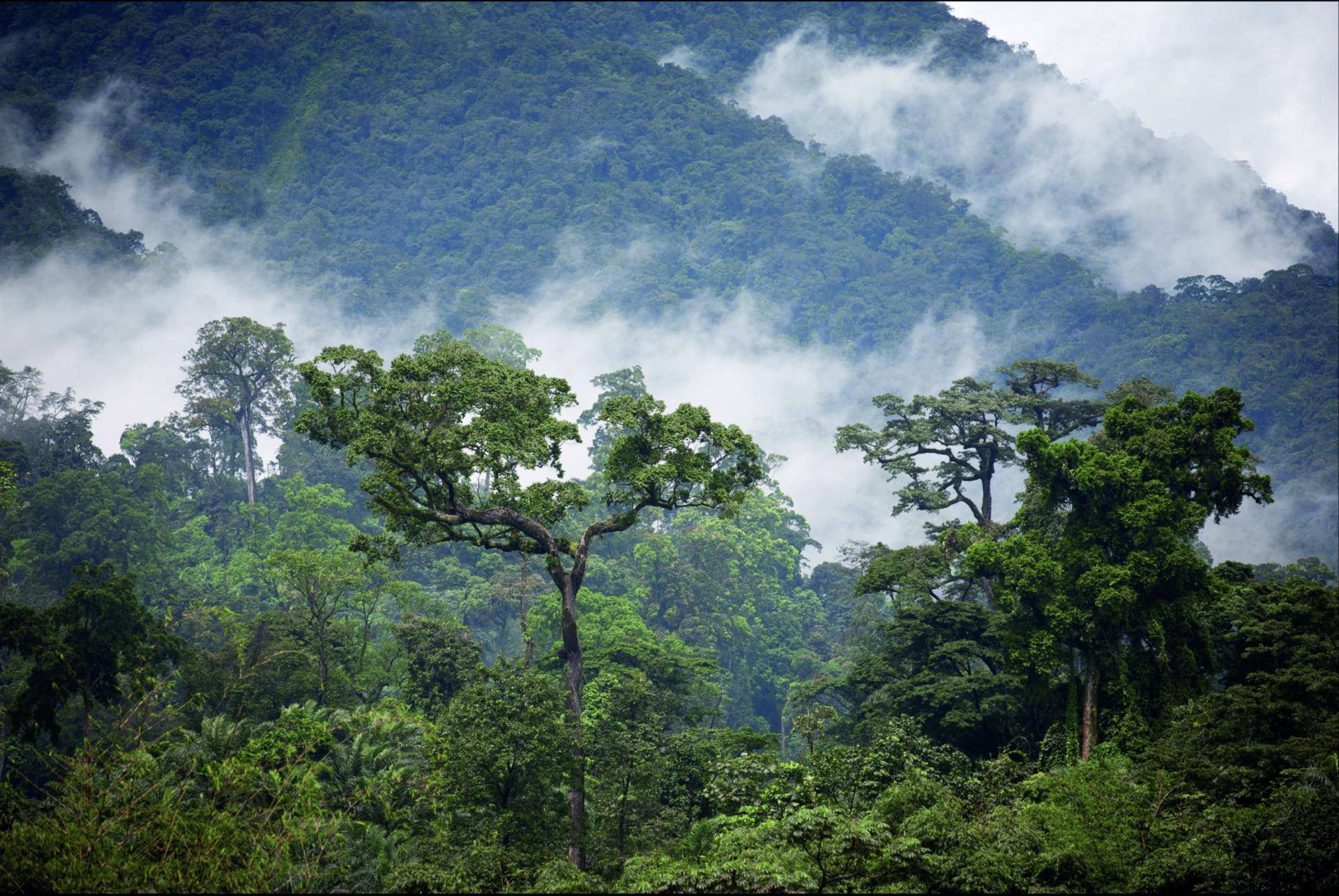 EUDR Barry Callebaut sustainable excellence