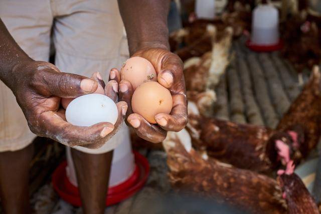 Forever Chocolate: Prospering Farmers