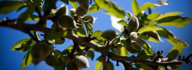 Almond tree