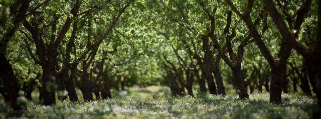 Almond trees