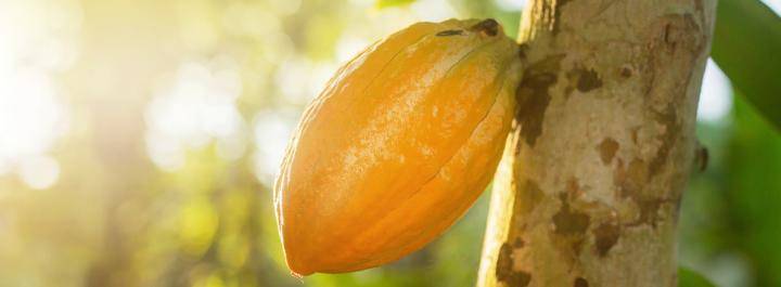 cacaofruit hanging in tree