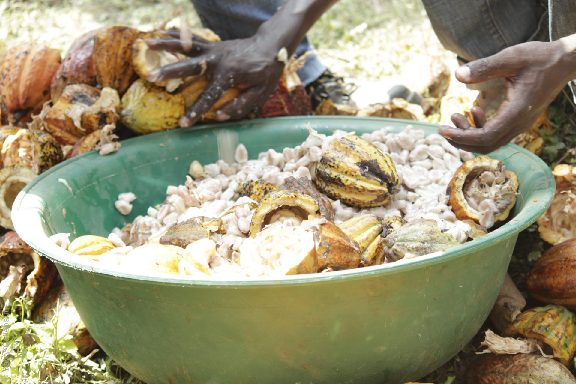 Farmers cleaning cocoa beans