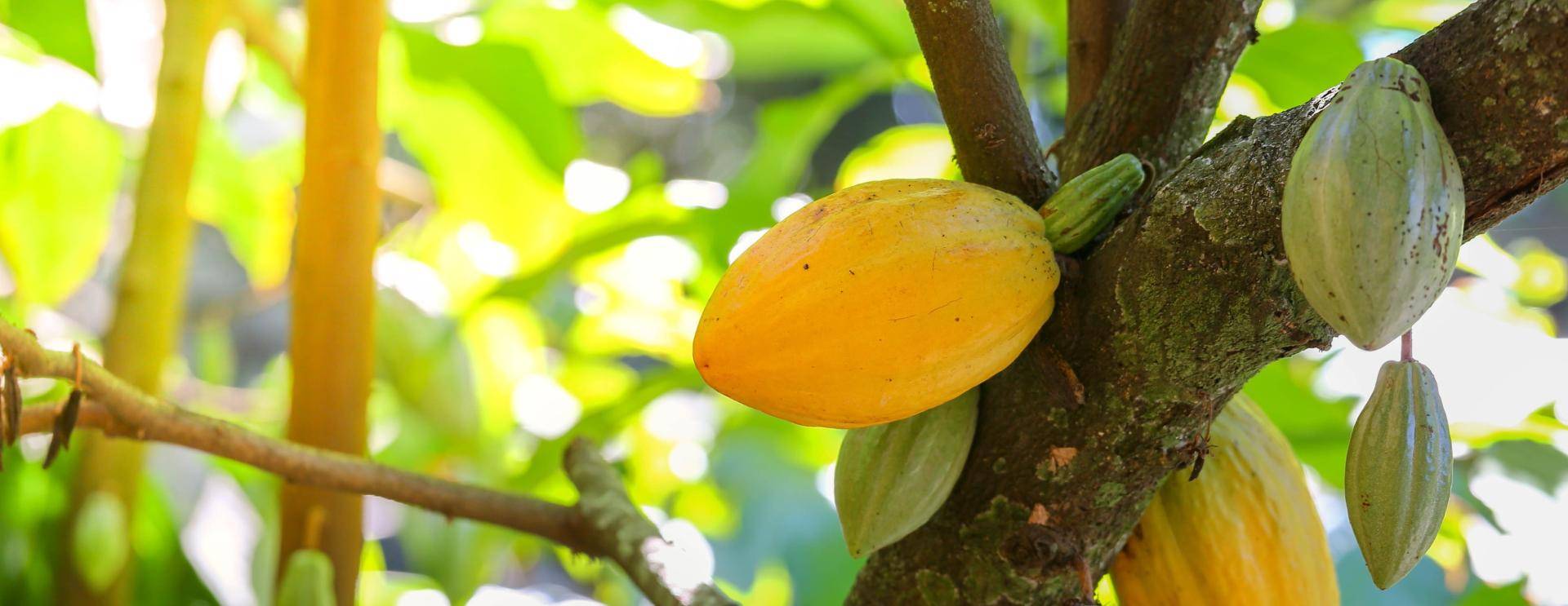 cacaofruit hanging in tree