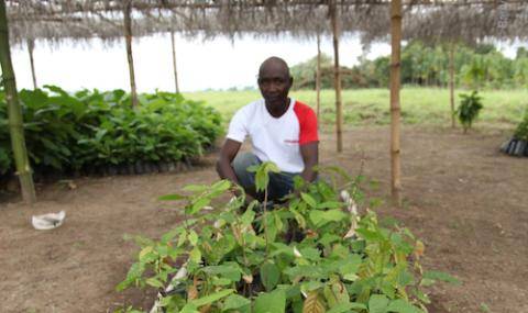 Cocoa farmer with seedlings