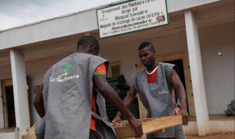 Cocoa farmers drying beans, Nyonkopa - Barry Callebaut