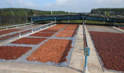 drying cocoa beans