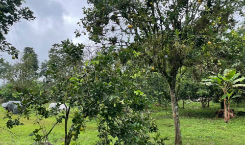 Fruit and native trees