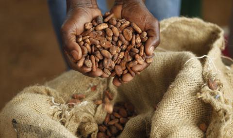 Hands showing cocoa beans from cocoa sack