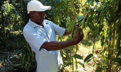 Sustainable vanilla in Madagascar