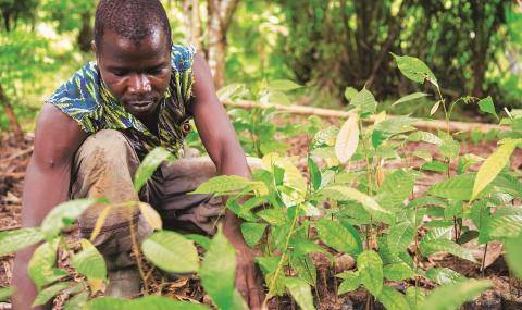 Cocoa Horizons - farmer working at tree nursery