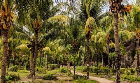 plantation_sustainable coconut