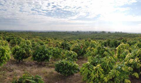 Barry Callebaut establishes R&D cocoa farm in Ecuador