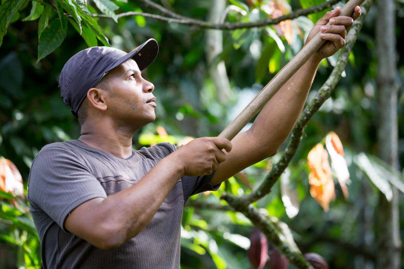 Forever Chocolate - Prospering farmer