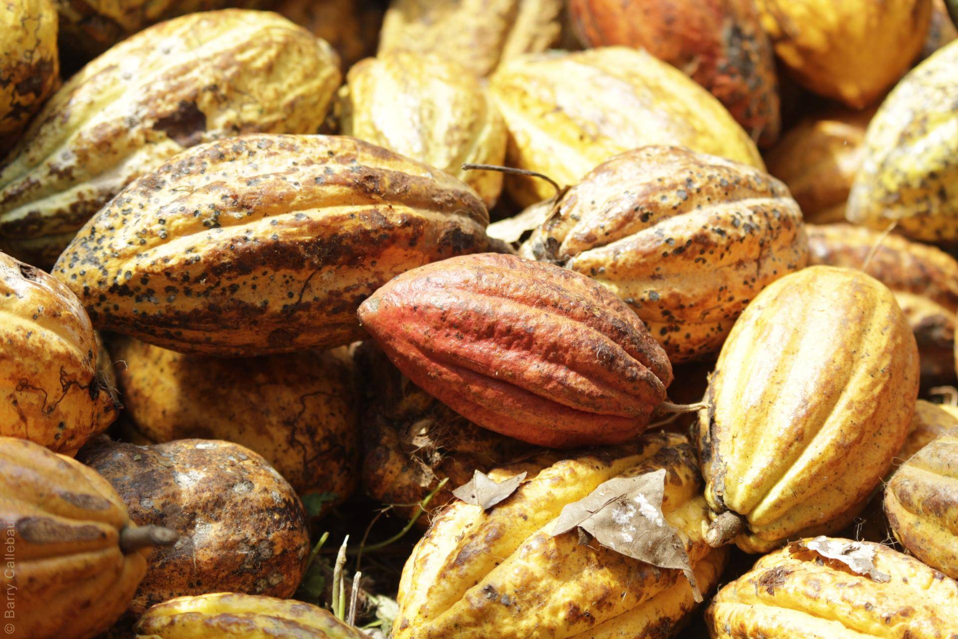 Theobroma cacao, the food of the gods