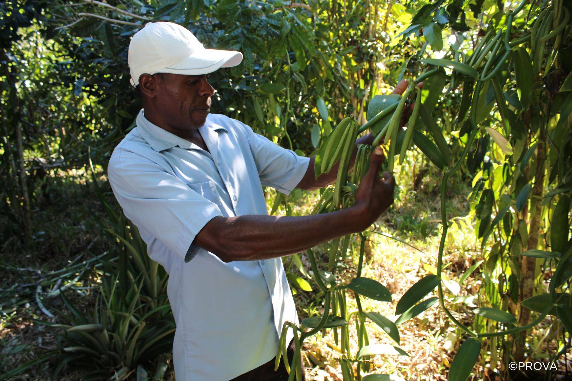 Sustainable vanilla