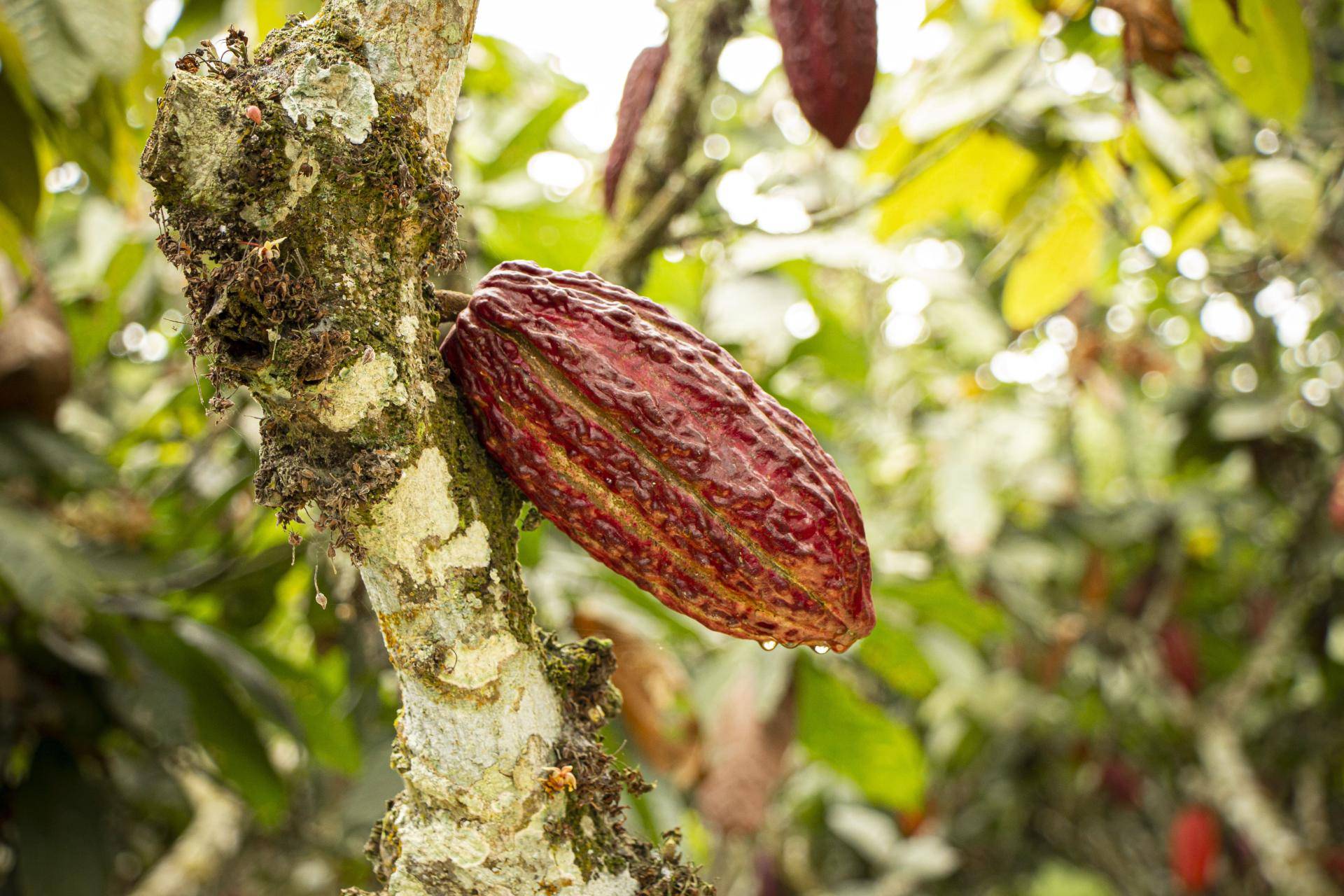 cacaofruit hanging in tree