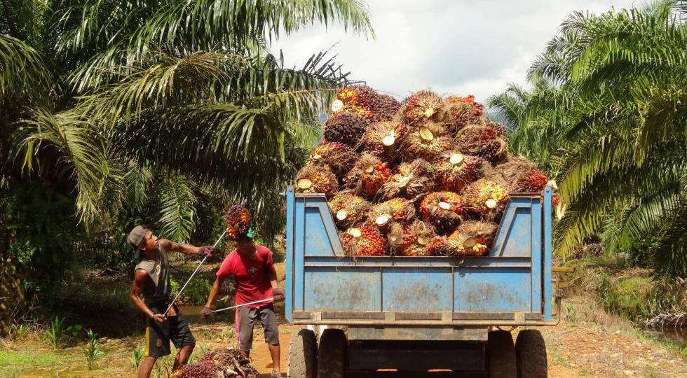 Palm oil production Barry Callebaut