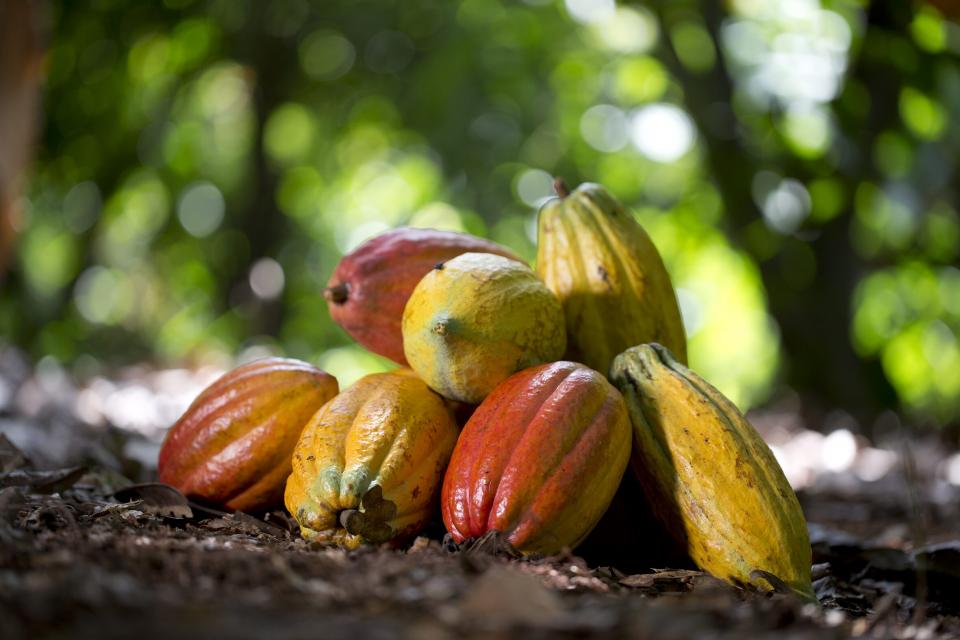 Ivory coast cocoa bean cultivation
