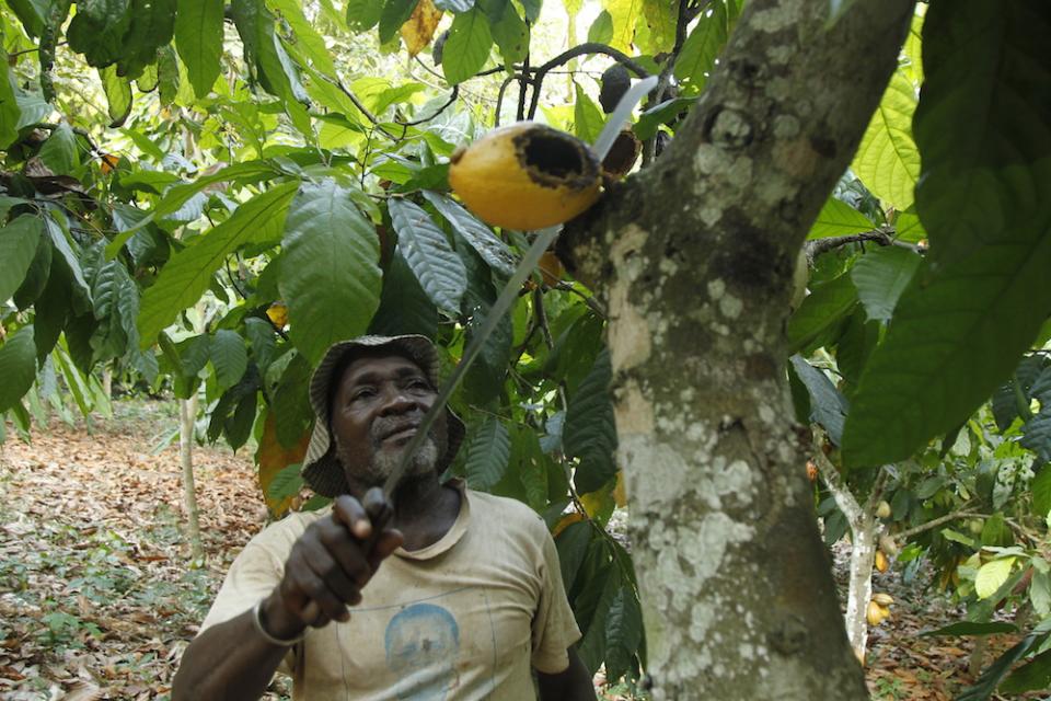 Cocoa Farmer Côte d'Ivoire