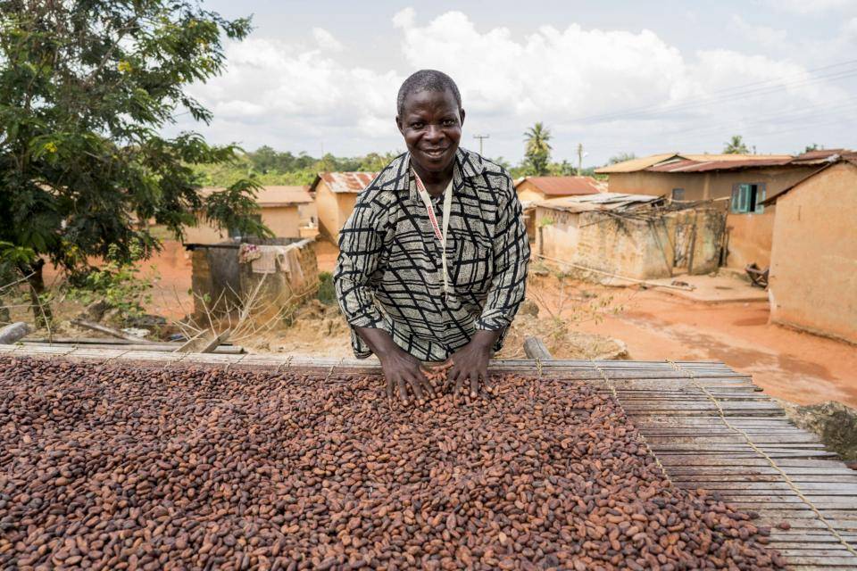 Farmer drying cocoa beans