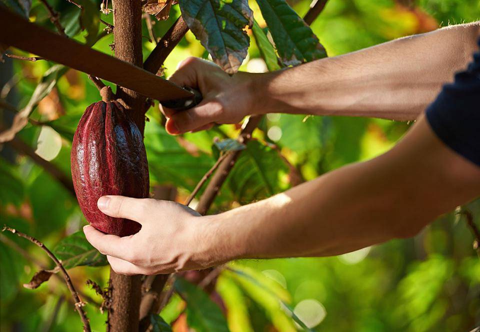 Ruby shop cocoa beans