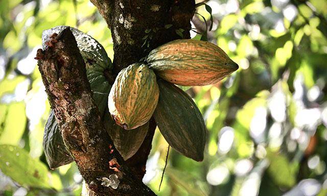 Van Houten Santo Domingo - organic cocoa