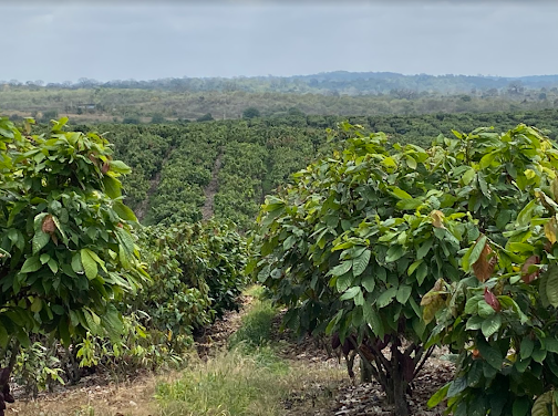 Cocoa Farm of Future Barry Callebaut