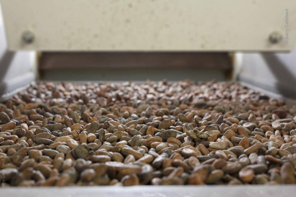 cocoa beans in the factory - Barry Callebaut