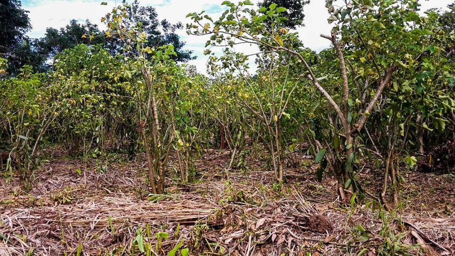 Madagascar after Cyclone Enawo