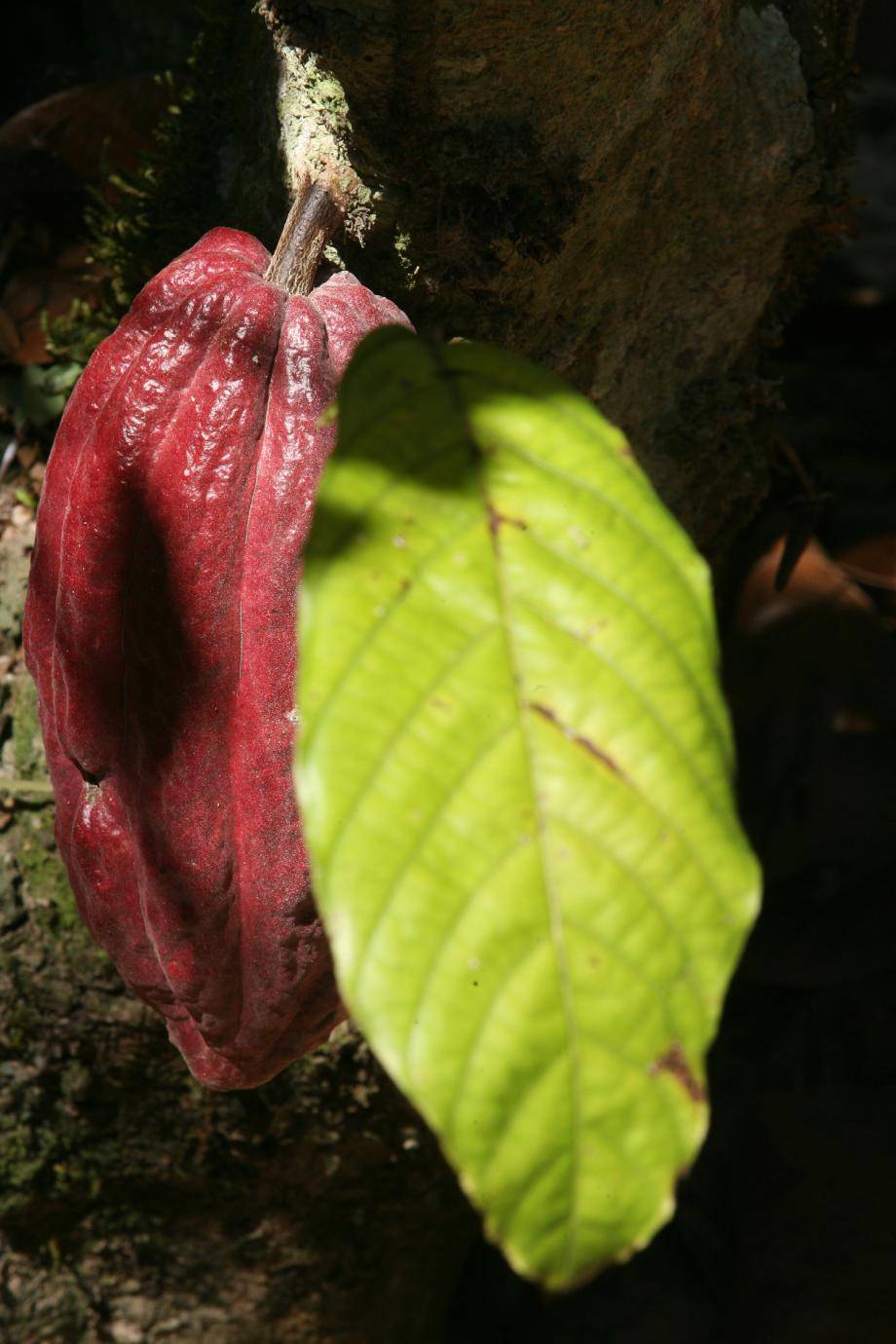 Criollo cocoa pod