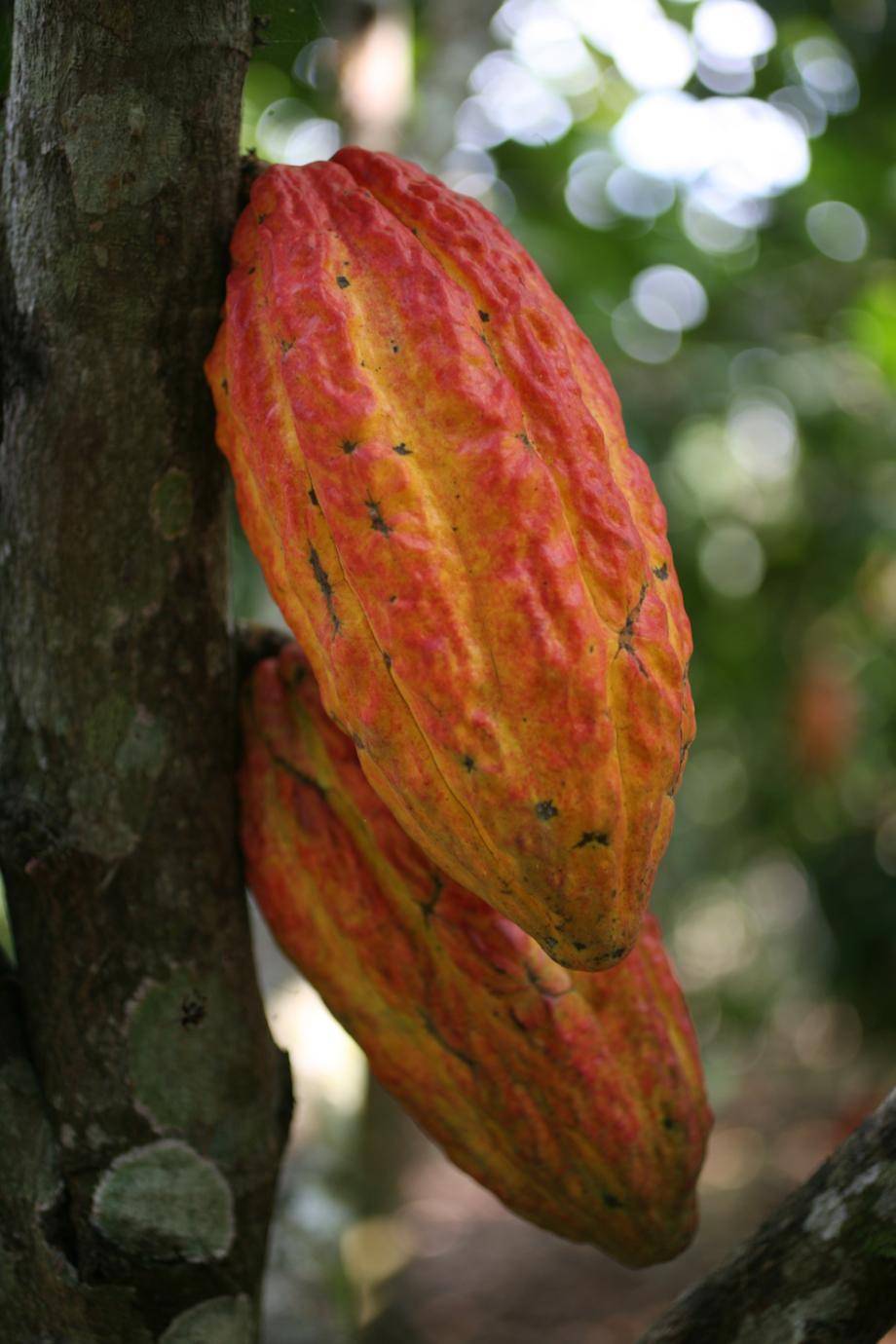 Trinitario cocoa pod