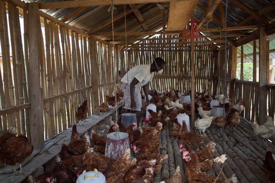 Forever Chocolate - Prospering farmer